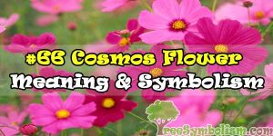 #66 Cosmos Flower : Meaning & Symbolism