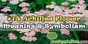#74 Achillea Flower : Meaning & Symbolism