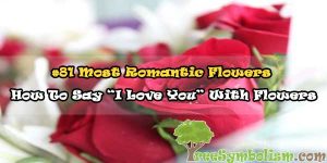 #81 Most Romantic Flowers - How To Say “I Love You” With Flowers