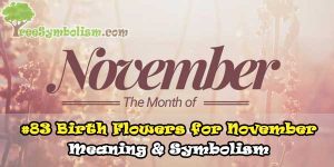 #83 Birth Flowers for November - Meaning & Symbolism