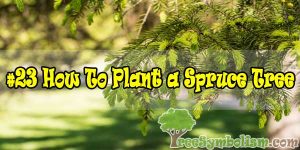 #23 How To Plant a Spruce Tree