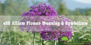 #26 Allium Flower Meaning & Symbolism