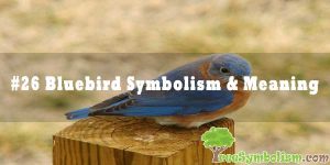 #26 Bluebird Symbolism & Meaning