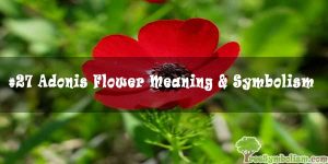 #27 Adonis Flower Meaning & Symbolism