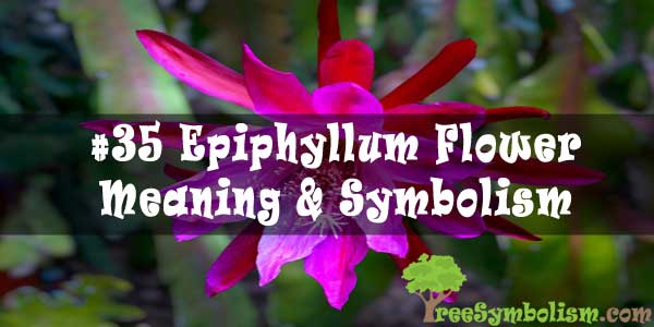#35 Epiphyllum Flower Meaning & Symbolism
