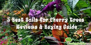 5 Best Soils for Cherry Trees - Reviews & Buying Guide