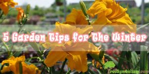 5 Garden Tips for The Winter