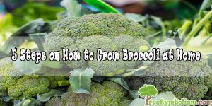5 Steps on How to Grow Broccoli at Home in 2020