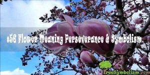 #56 Flower Meaning Perseverance & Symbolism