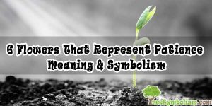 6 Flowers That Represent Patience - Meaning & Symbolism