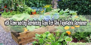 #69 Time-saving Gardening Tips for The Vegetable Gardener