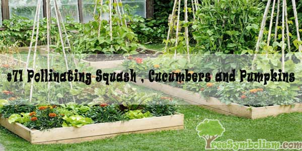 #71 Pollinating Squash , Cucumbers and Pumpkins