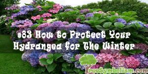 #83 How to Protect Your Hydrangea for The Winter