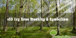 #83 Ivy Tree Meaning & Symbolism