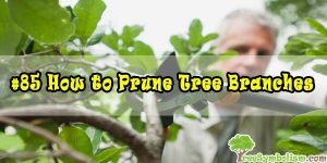 #85 How to Prune Tree Branches