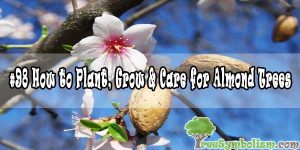 #98 How to Plant, Grow & Care for Almond Trees