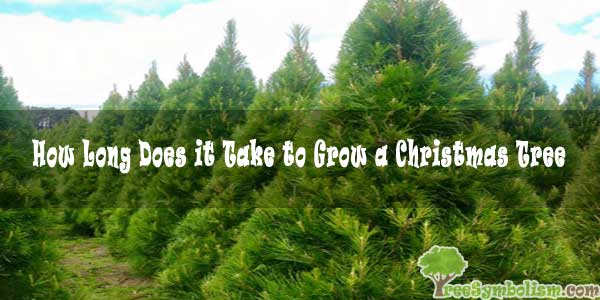 How Long Does it Take to Grow a Christmas Tree