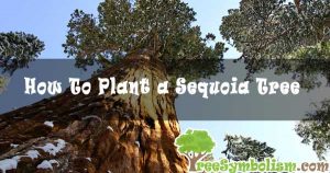How To Plant a Sequoia Tree