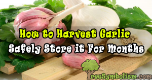 How to Harvest Garlic & Safely Store it For Months to Come
