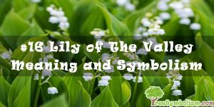 #16 Lily of The Valley - Meaning and Symbolism