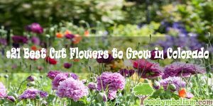 #21 Best Cut Flowers to Grow in Colorado