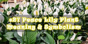 #27 Peace Lily Plant - Meaning & Symbolism