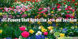 #37 Flowers That Symbolize Love and Devotion