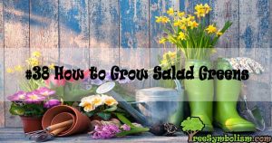 #38 How to Grow Salad Greens