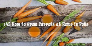 #49 How to Grow Carrots at Home in Pots