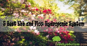 5 Best Ebb and Flow Hydroponic System
