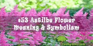 #53 Astilbe Flower : Meaning & Symbolism