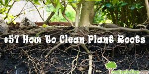 #57 How To Clean Plant Roots
