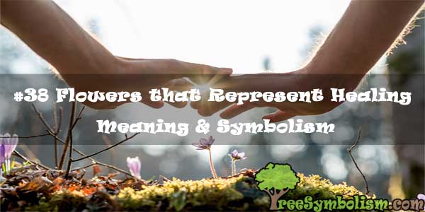 #38 Flowers that Represent Healing - Meaning & Symbolism