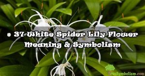 # 37 White Spider Lily Flower - Meaning & Symbolism