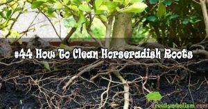 #44 How To Clean Horseradish Roots