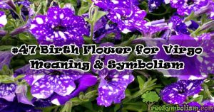 #47 Birth Flower for Virgo - Meaning & Symbolism