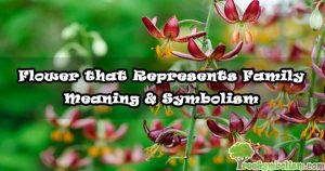 Flower that Represents Family - Meaning & Symbolism