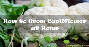 How to Grow Cauliflower at Home [2020]