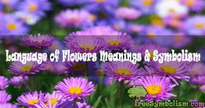 #19 Language of Flowers Meanings & Symbolism