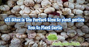 #57 When is The Perfect time to plant garlics & How to Plant Garlic