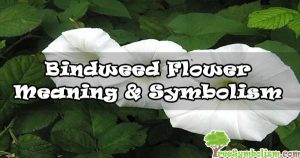 #39 Bindweed Flower - Meaning & Symbolism
