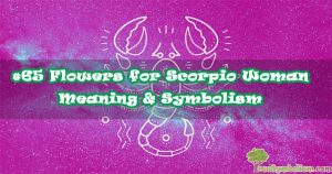 #65 Flowers for Scorpio Woman - Meaning & Symbolism