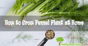 How to Grow Fennel Plant at Home [2020]