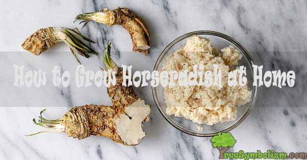 How to Grow Horseradish at Home