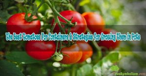 The Best Tomatoes For Containers & Strategies for Growing Them in Pots