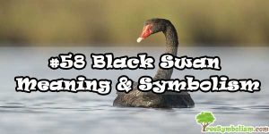 #58 Black Swan - Meaning & Symbolism