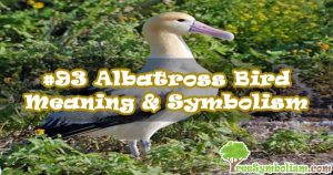 #93 Albatross Bird - Meaning & Symbolism