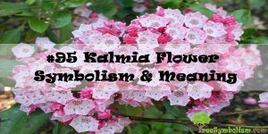#95 Kalmia Flower - Symbolism & Meaning