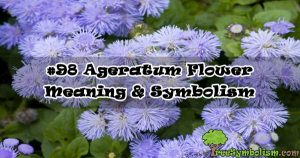 #98 Ageratum Flower - Meaning & Symbolism