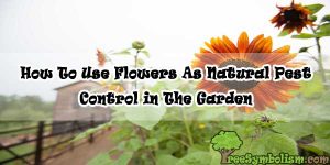 How To Use Flowers As Natural Pest Control in The Garden